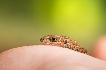 Macro shot of a lizard

