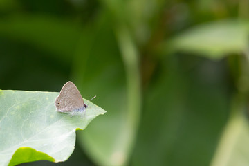 Small brown butterfly on a leaf