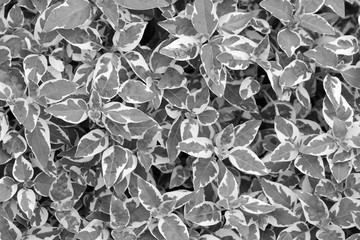 texture of Ficus benjamina - black and white