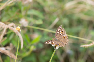 brown butterfly on the grass close up