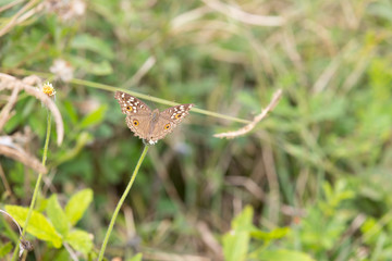 brown butterfly on grass