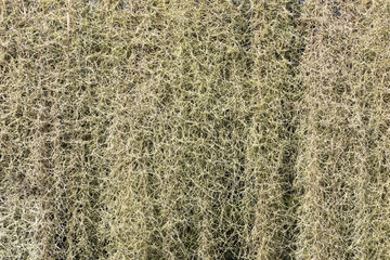 floral background