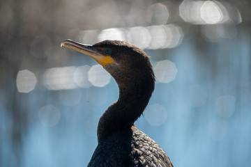 Cormorant 