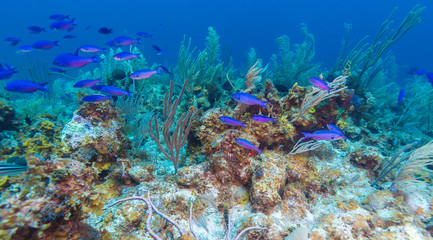 Coral reef near Cayo Largo