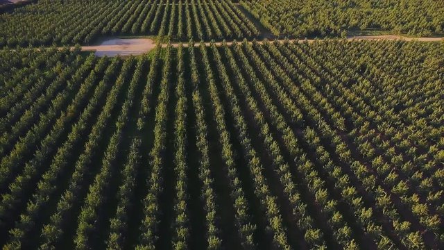 Table Rock | Drone Arial over Pear Orchard | Southern Oregon