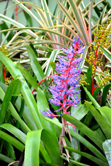 Fototapeta premium Aechmea dichlamydea