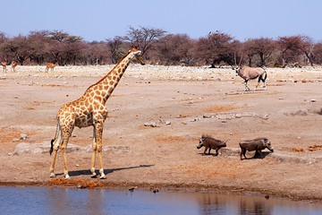 Fototapeta na wymiar Giraffe, Oryx, Warthog - species diversity at a waterhole in the Etosha National Park