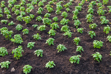 new life and environmental conservation