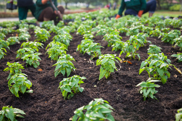 new life and environmental conservation