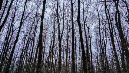 Fototapeta premium Tree Branches
