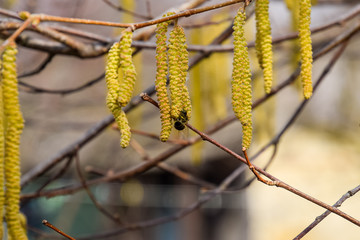 Pollination by bees earrings hazelnut. Flowering hazel hazelnut.