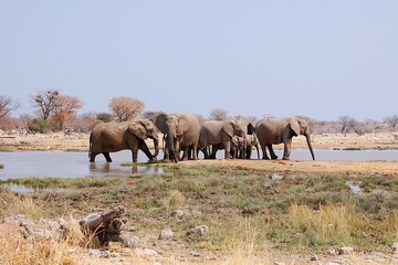 Fototapeta premium Elephant herd at a waterhole in the Etosha National Park