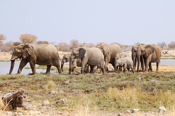 Elephant herd at a waterhole in the Etosha National Park in Namibia
