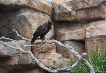 A captured golden eagle (aquila chrysaetos)  perched on a branch.