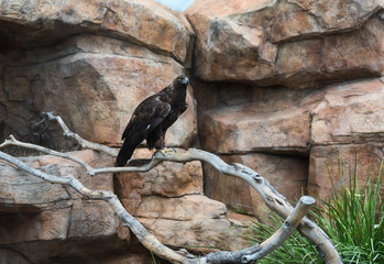 A captured golden eagle (aquila chrysaetos)  perched on a branch.