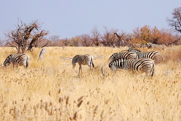 Fototapeta na wymiar Zebras in the Etosha National Park