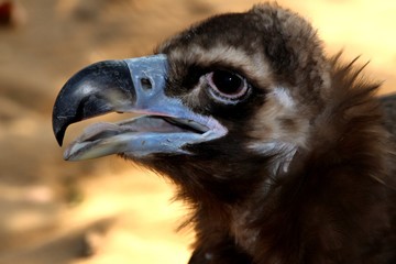 beak