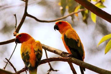 Parrot