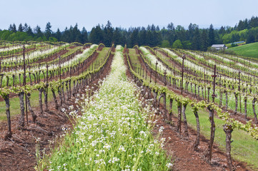 Fototapeta na wymiar Grape vineyard in Oregon State with white blossoms and blue sky/Grape vineyard of Pinot Noir in Oregon State with summer white blossoms between rows with blue sky