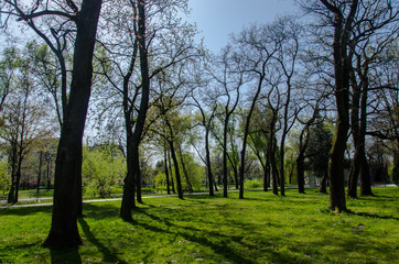 Forest at Sunny day