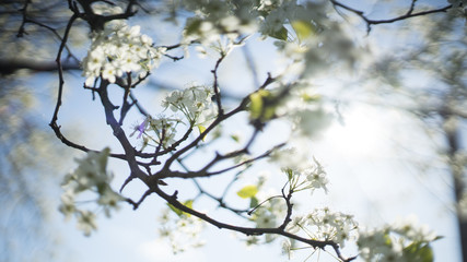 Libby Hill flower
