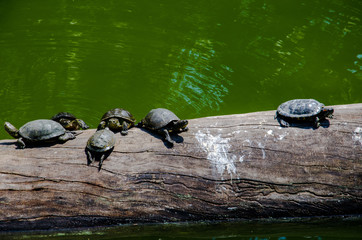 Fototapeta premium Small Turtles taking Sun Bath