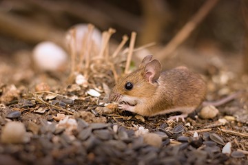 Naklejka na ściany i meble Little mouse (Apodemus flavicollis).in the garden