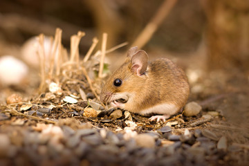 Little mouse (Apodemus flavicollis).in the garden