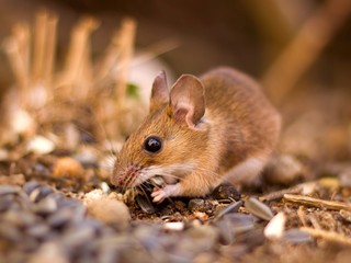 Little mouse (Apodemus flavicollis).in the garden