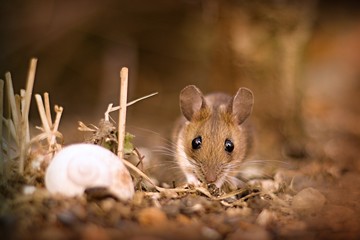 Little mouse (Apodemus flavicollis).in the garden