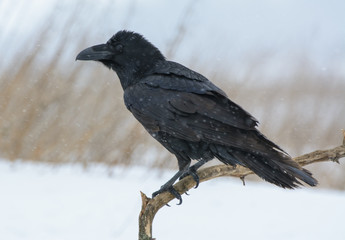 Ворон и снег