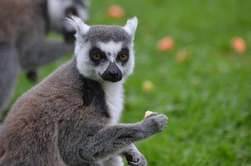 Ring-tailed lemur eating apple in a green meadow