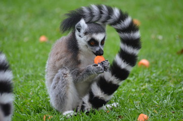Ring-tailed lemur eating carrot in a green meadow