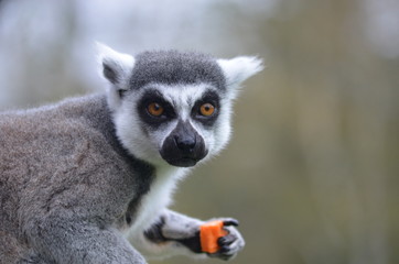 Ring-tailed lemur eating carrot in a green meadow © lembrechtsjonas