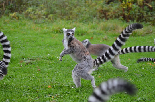 Group of ring-tailed lemurs running through a green meadow