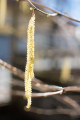 Hazelnut catkins hanging from the tree