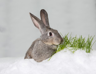 Rabbit in the snow.Hare in winter, snow on the grass