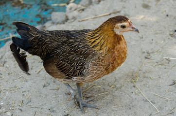 Chicken in the Yard