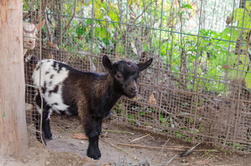 Black Baby Goat