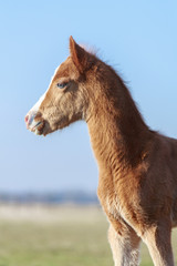 Fohlenportrait