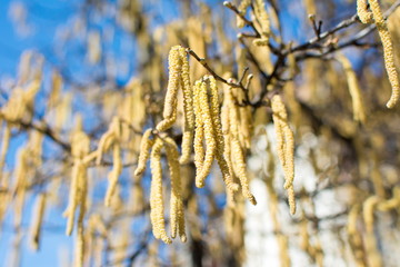 Naklejka premium Hazelnut catkins hanging from the tree