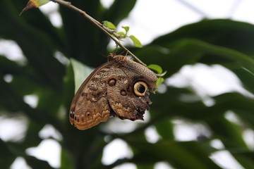 Fototapeta premium Beautiful Brown Butterfly. Butterfly house