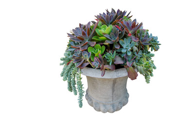 Floral bouquet style of succulents centerpiece or succulent plants garden in concrete planter...