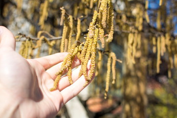 Male hand holding hazelnut catkins