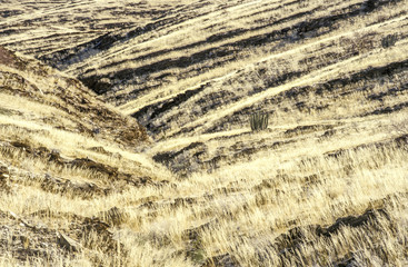 Wrinkled earth, yellow grass, Namibia, Namib desert, Namib Naukl