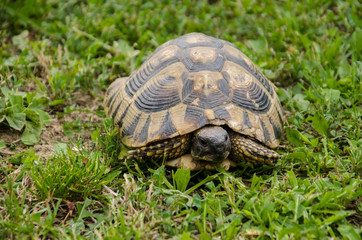 Close Up Turtle in the Green Grass