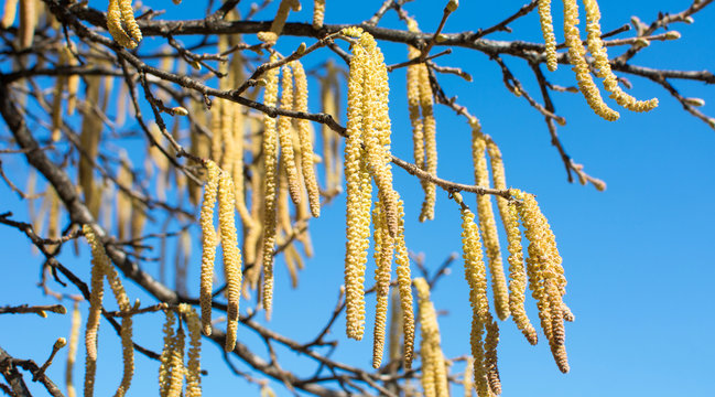 Catkin 이미지 – 찾아보기 91,242 스톡 사진, 벡터 및 비디오 | Adobe Stock