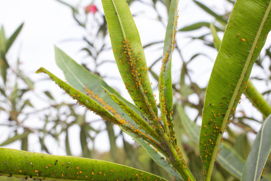Oleander leaves densely covered with scale insects. Mealy mealybug.