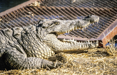 Crocodile, Namibia