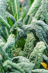 kale in the field